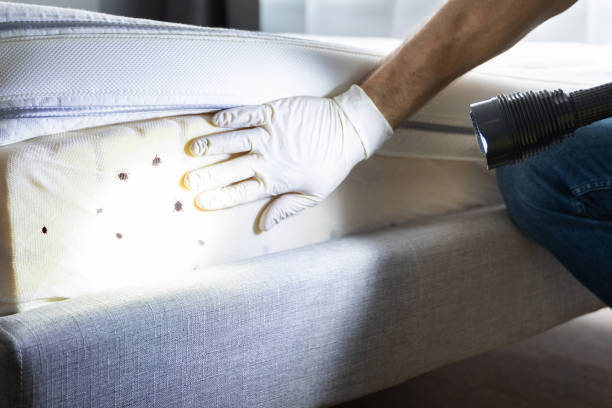 Best Affordable Pest Control Services  in Hustisford, WI